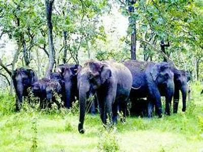 elephant 